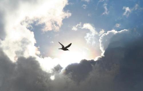 lintu pilvissä Pien